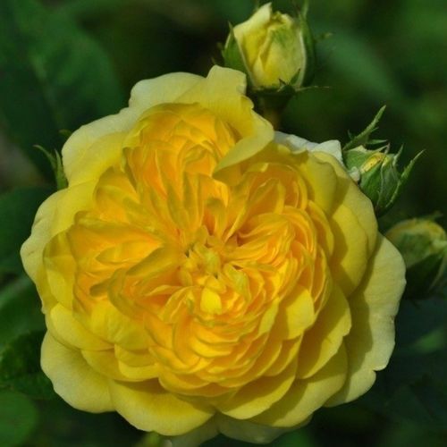 Vendita, rose rose grandiflora - floribunda - giallo - Rosa Anny Duprey® - rosa intensamente profumata - Meilland International - ,-